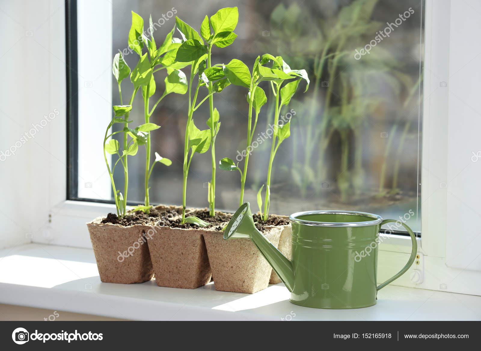 Verrassend Zaailing van planten in potten — Stockfoto © belchonock #152165918 RZ-27