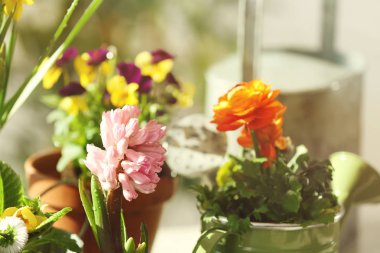 Arka plan üzerinde güzel sümbül