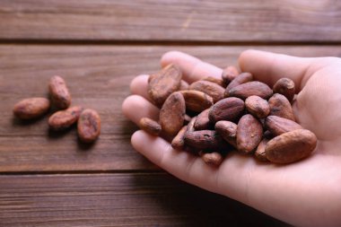 aromatik kakao çekirdekleri tutan el 