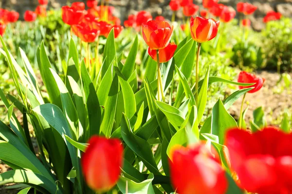Hermosos tulipanes rojos — Foto de Stock