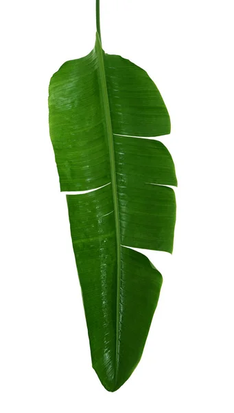 Banana leaf on white — Stock Photo, Image