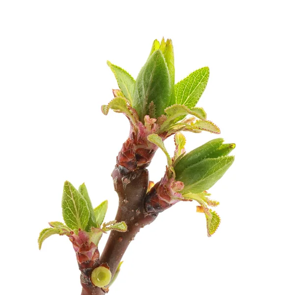 Branch with small leaves on white background — Stock Photo, Image