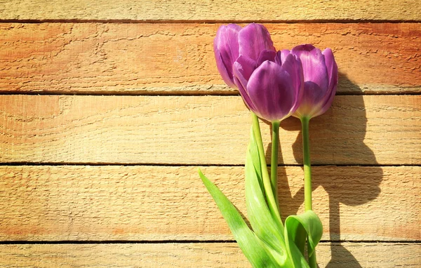 Hermosos tulipanes lila —  Fotos de Stock