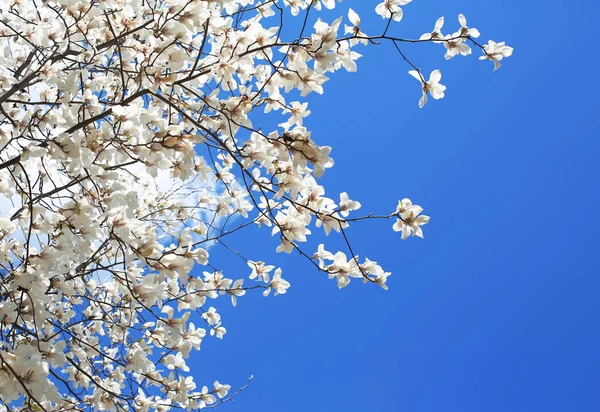 Albero di magnolia in fiore — Foto Stock