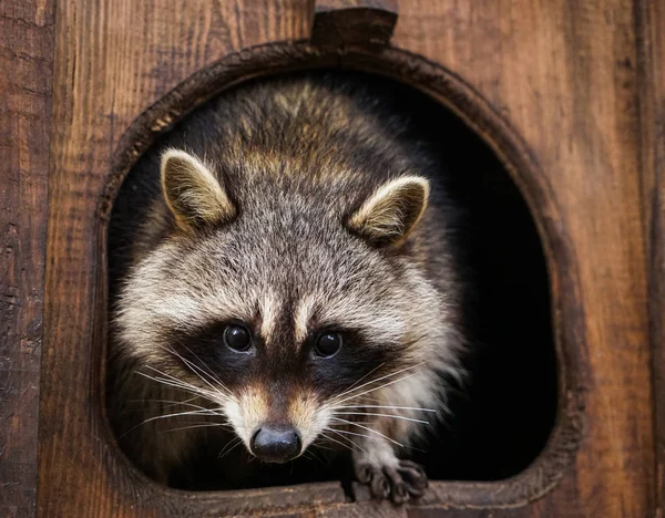 Niedlicher lustiger Waschbär — Stockfoto