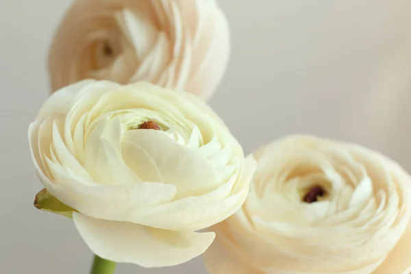 Beautiful fresh ranunculus flowers — Stock Photo, Image