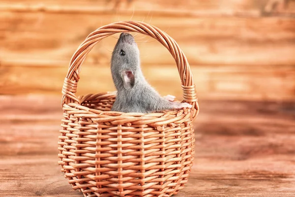 Rato engraçado bonito na cesta de vime — Fotografia de Stock