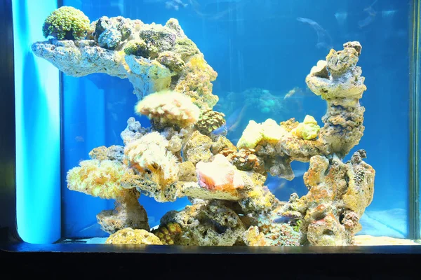 Hermosos corales exóticos en acuario —  Fotos de Stock