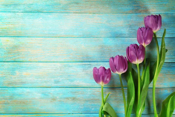 Beautiful lilac tulips — Stock Photo, Image