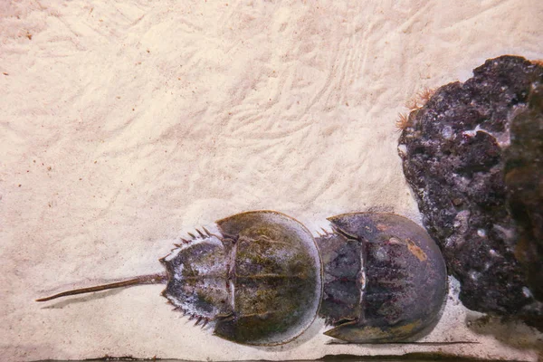 At nalı yengeçler akvaryum