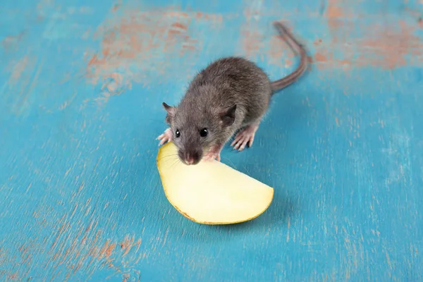 Милий смішний щур зі скибочкою фруктів — стокове фото