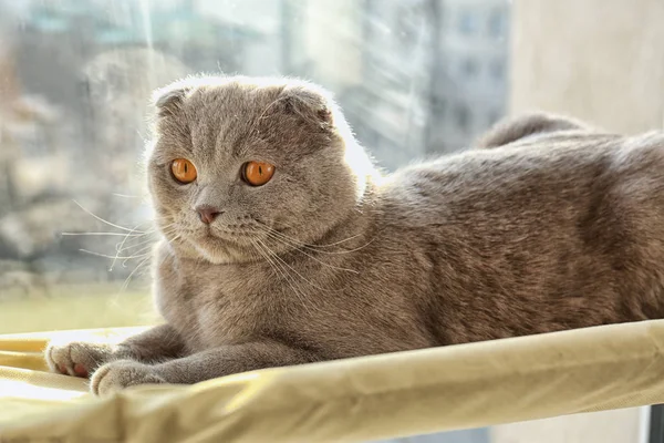 Gato curioso descansando na janela — Fotografia de Stock