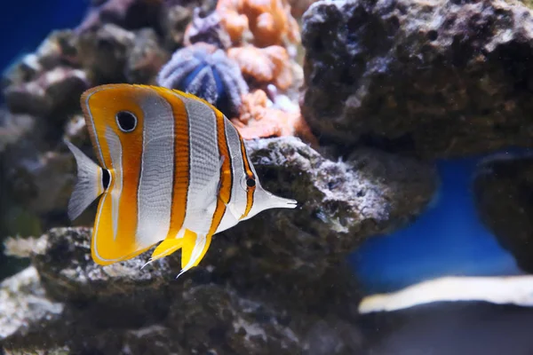 Exotic sea fish — Stock Photo, Image