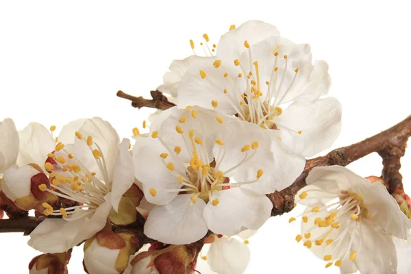Rama de árbol frutal en flor sobre fondo blanco, primer plano —  Fotos de Stock