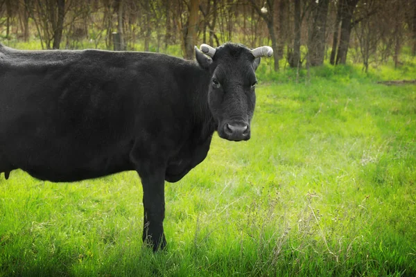 Pâturage de vaches noires sur le terrain — Photo