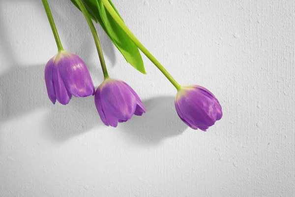 Krásná lila tulipány — Stock fotografie
