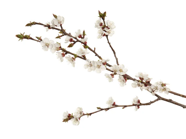 Гілки квітучого плодового дерева — стокове фото