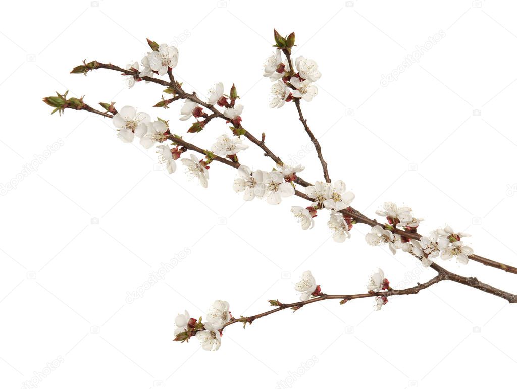 Branches of blooming fruit tree