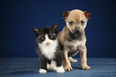 Sevimli küçük yavru kedi ve köpek yavrusu 