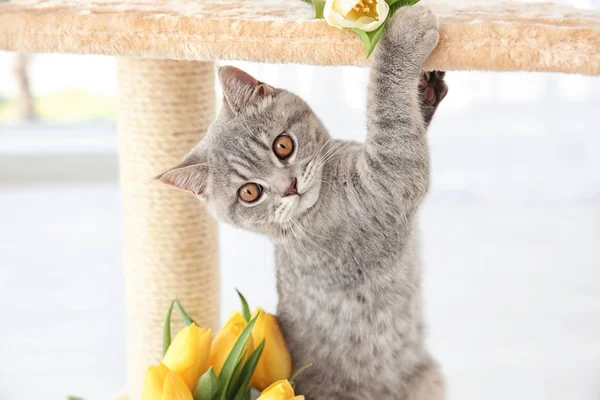 Cute cat on claw sharpener — Stock Photo, Image