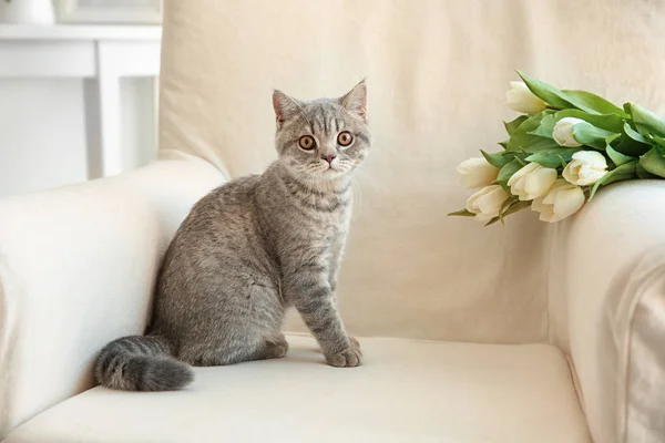 Cute cat sitting in armchair — Stock Photo, Image