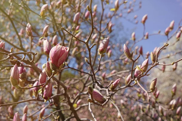 Ramas florecientes de magnolia — Foto de Stock