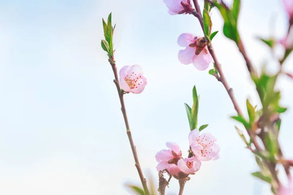 Ramos de primavera florescentes — Fotografia de Stock