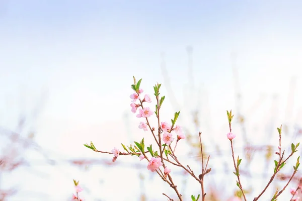 Blühende Frühlingszweige — Stockfoto