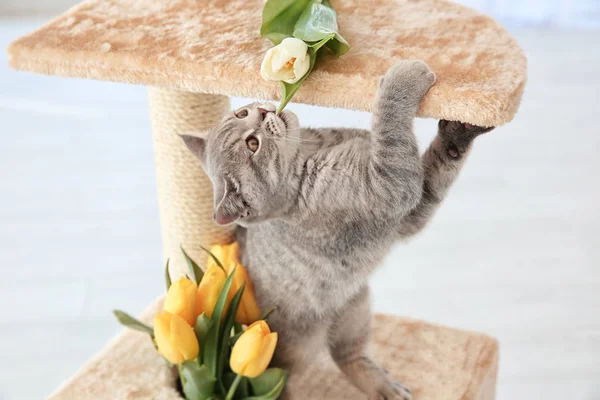 Aranyos macska karom hegyező — Stock Fotó