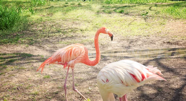 Beautiful flamingos in zoological garden — Stock Photo, Image