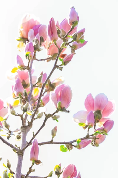 Gałęzi kwitnących kwiatów drzewo — Zdjęcie stockowe