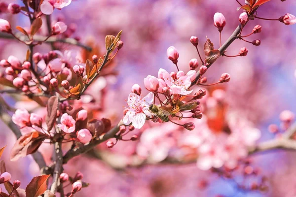 Bloeiende lente boom — Stockfoto