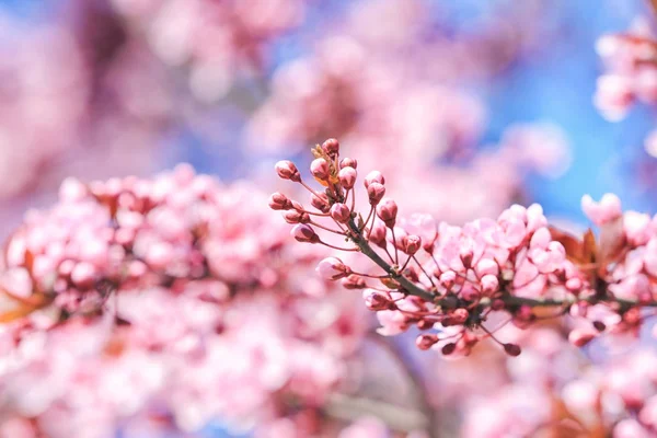 Arbre printanier en fleurs — Photo