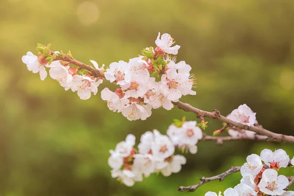 Ramo di fiori di albero in fiore — Foto Stock