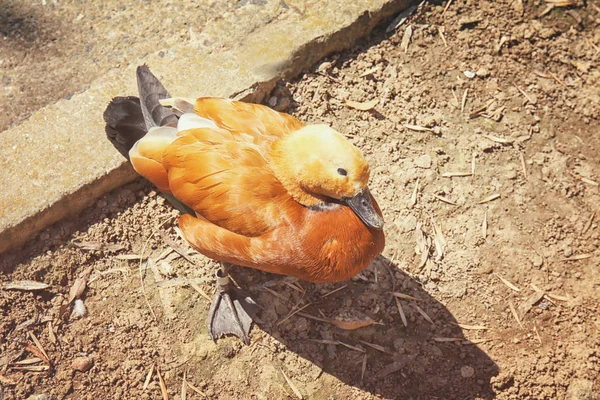 아름 다운 roody shelduck — 스톡 사진