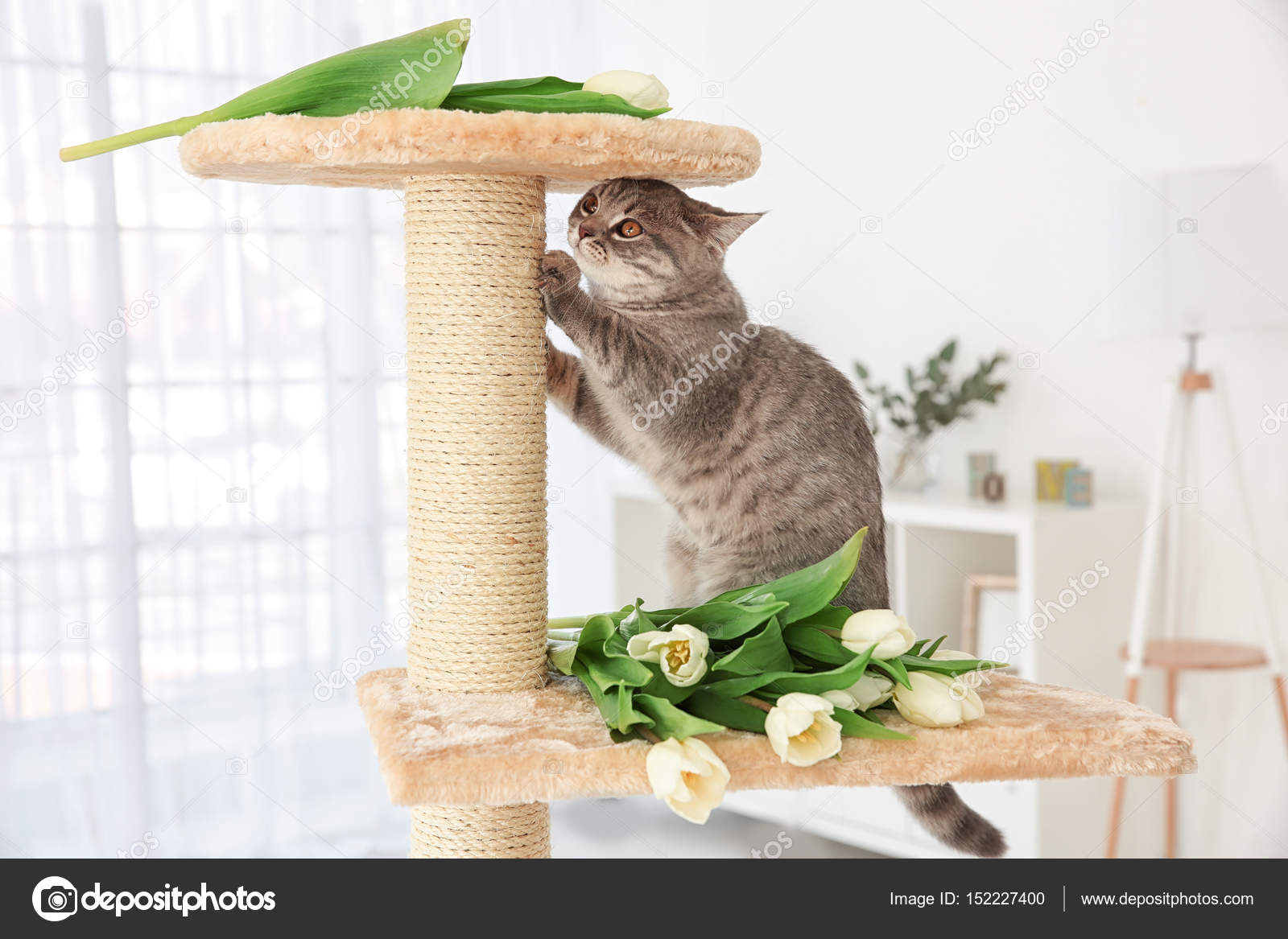 Cute cat on claw sharpener Stock Photo by ©belchonock 152227400