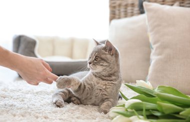 Şirin kedi ile oynarken el 