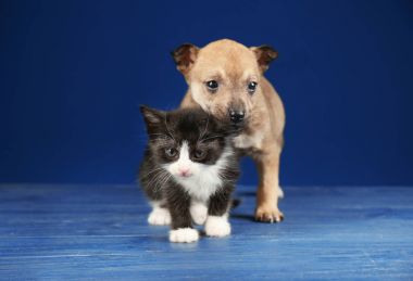 Sevimli küçük yavru kedi ve köpek yavrusu  