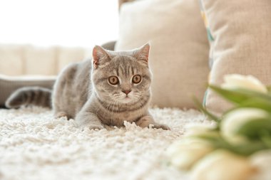 Şirin kedi beyaz halıya yalan 