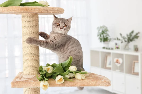 Cute cat on claw sharpener — Stock Photo, Image