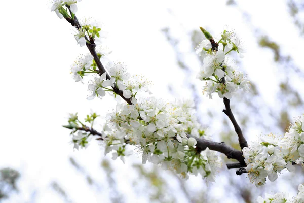 Branch of blooming tree flowers — Stock Photo, Image