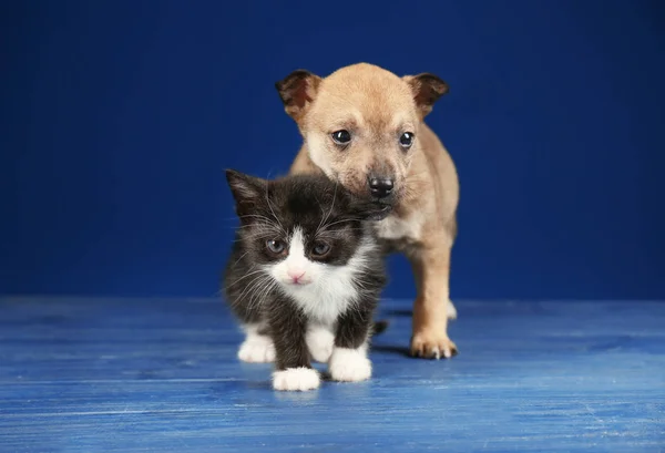 Cute little kitten and puppy — Stock Photo, Image