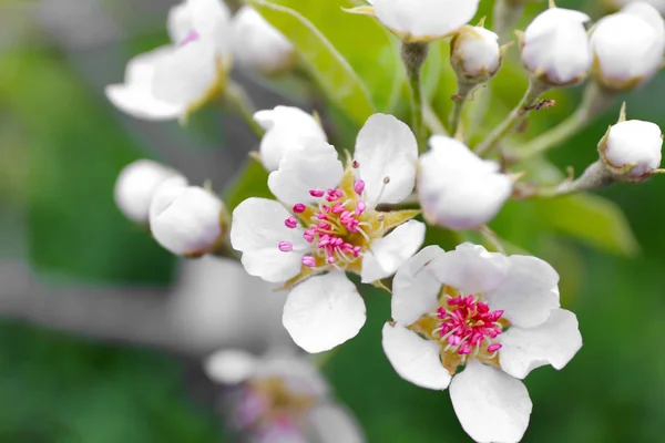 Branch of blooming tree flowers — Stock Photo, Image