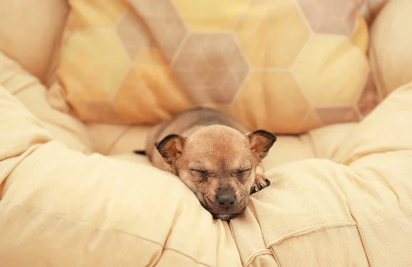 Lindo cachorro pequeño — Foto de Stock