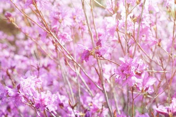 キョウチクトウの開花ツリー — ストック写真