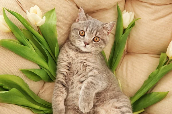 Cute cat with white tulips — Stock Photo, Image