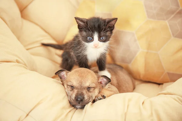 Симпатичный маленький котенок и щенок — стоковое фото