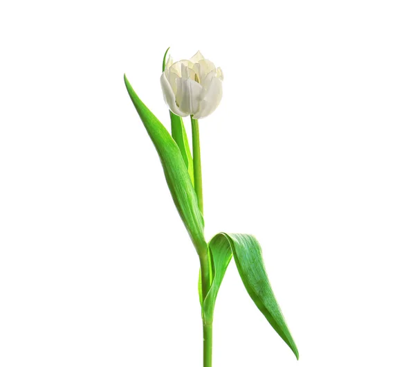 Bellissimo fiore di tulipano — Foto Stock