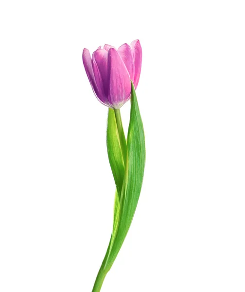 Schöne Tulpenblüte — Stockfoto