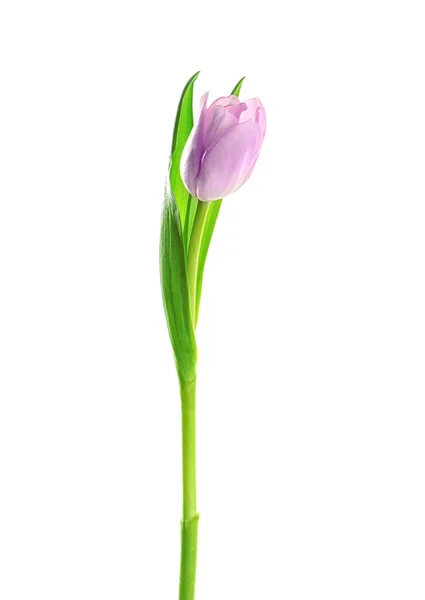 Schöne Tulpenblüte — Stockfoto